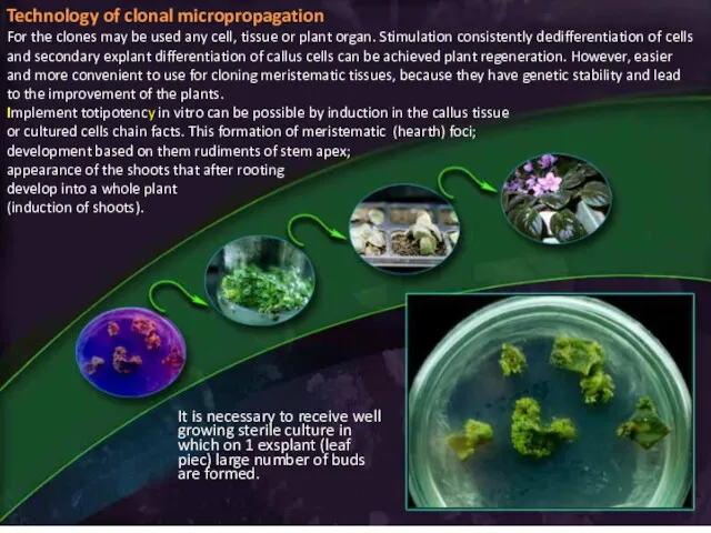 Technology of clonal micropropagation For the clones may be used