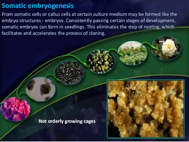 Somatic embryogenesis From somatic cells or callus cells at certain