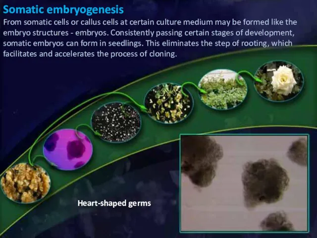 Heart-shaped germs Somatic embryogenesis From somatic cells or callus cells