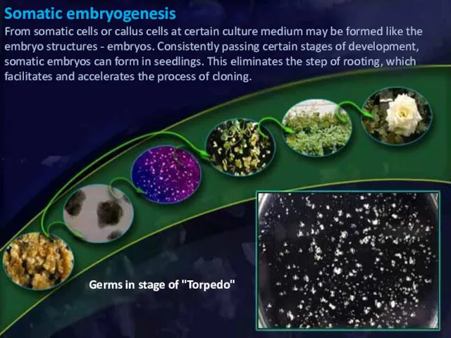 Germs in stage of "Torpedo" Somatic embryogenesis From somatic cells
