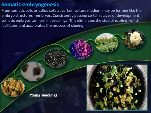 Young seedlings Somatic embryogenesis From somatic cells or callus cells