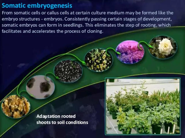 Adaptation rooted shoots to soil conditions Somatic embryogenesis From somatic