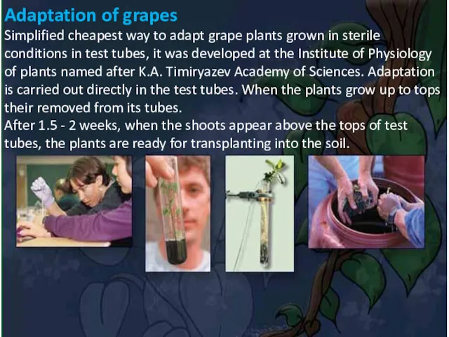 Adaptation of grapes Simplified cheapest way to adapt grape plants