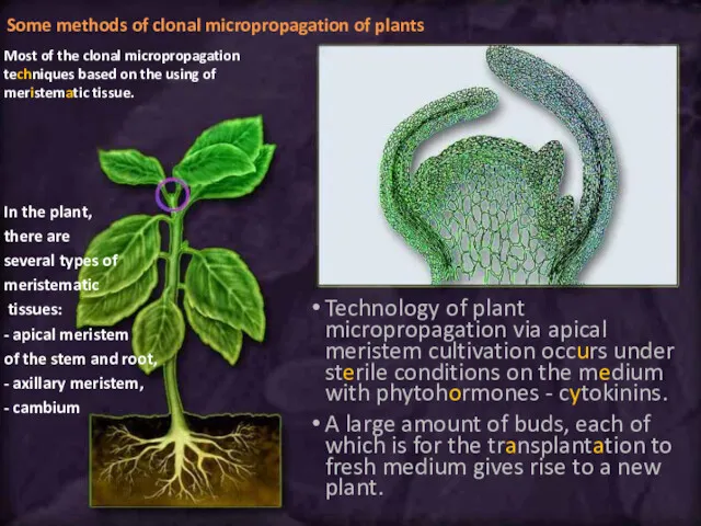 Some methods of clonal micropropagation of plants Most of the