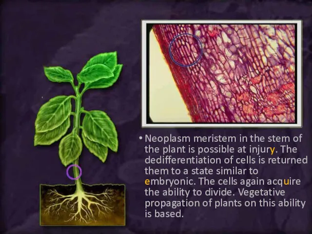 Neoplasm meristem in the stem of the plant is possible