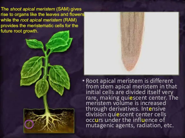 Root apical meristem is different from stem apical meristem in
