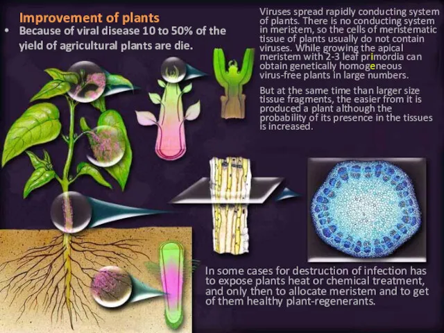 Improvement of plants Because of viral disease 10 to 50%