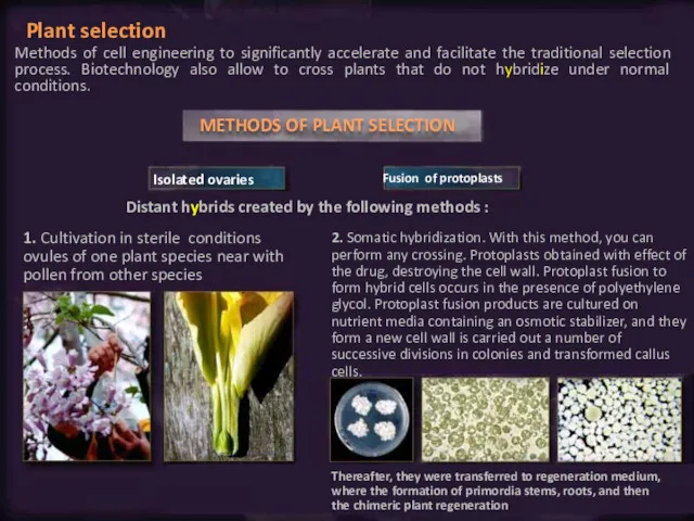 Plant selection Methods of cell engineering to significantly accelerate and