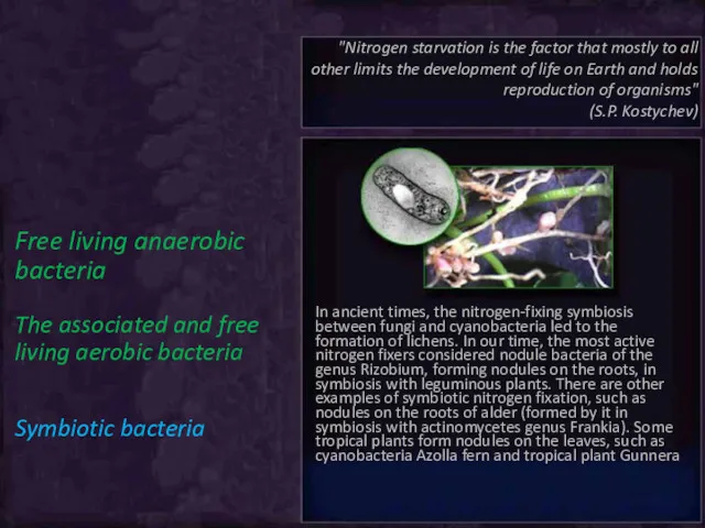 Free living anaerobic bacteria The associated and free living aerobic