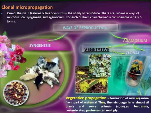 Vegetative propagation – formation of new organism from part of