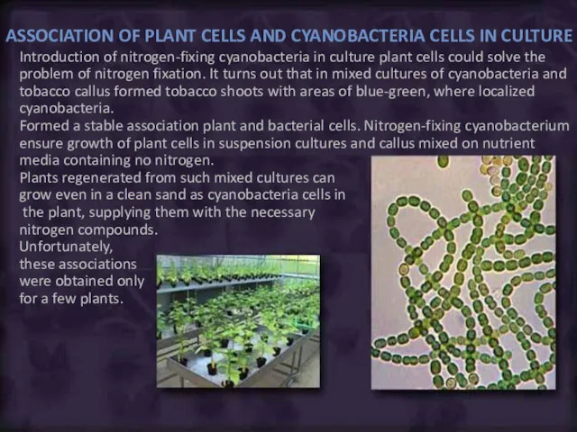 ASSOCIATION OF PLANT CELLS AND CYANOBACTERIA CELLS IN CULTURE Introduction