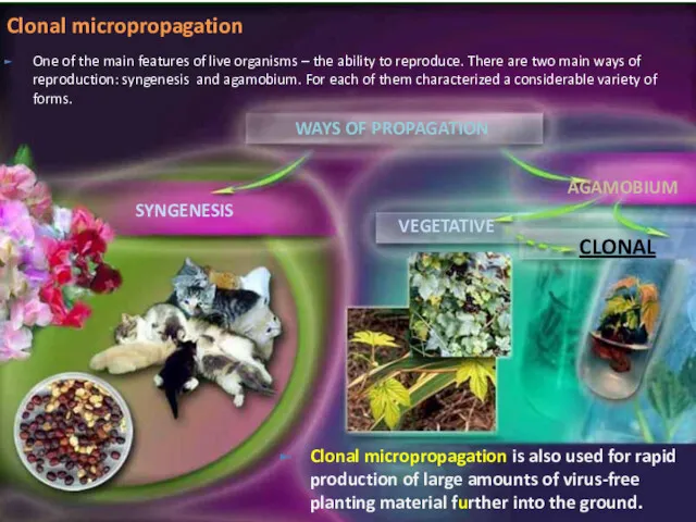 Clonal micropropagation is also used for rapid production of large