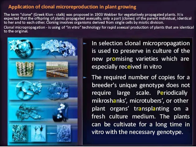 In selection clonal micropropagation is used to preserve in culture