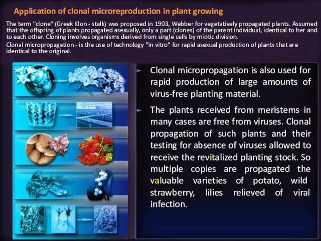 Clonal micropropagation is also used for rapid production of large