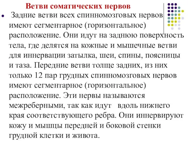 Ветви соматических нервов Задние ветви всех спинномозговых нервов имеют сегментарное