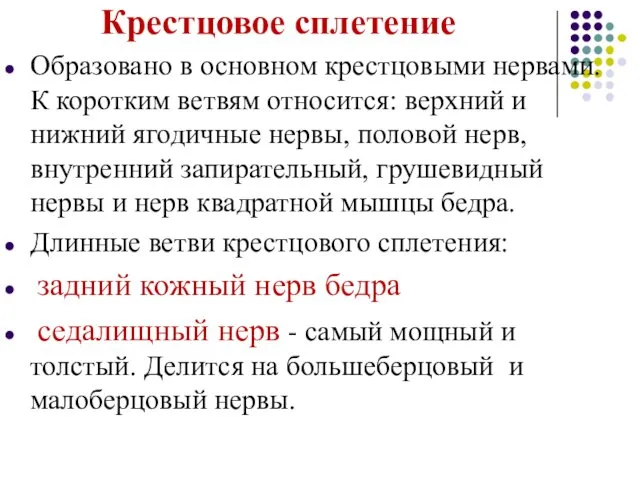 Крестцовое сплетение Образовано в основном крестцовыми нервами. К коротким ветвям