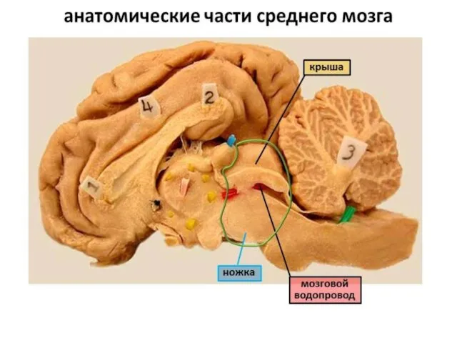 Средний мозг состоит из двух ножек и крыши (пластина четверохолмия).