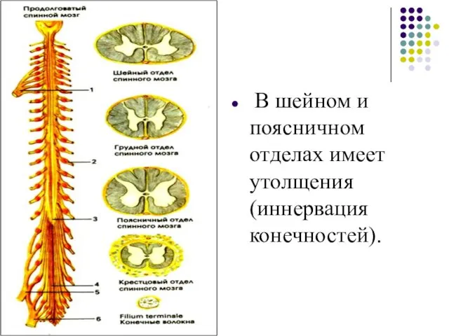 В шейном и поясничном отделах имеет утолщения (иннервация конечностей).