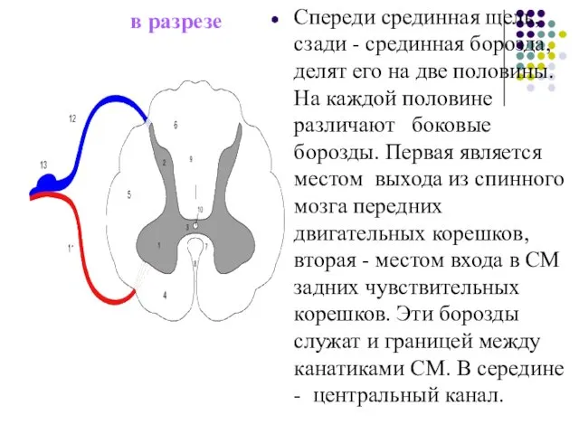 в разрезе Спереди срединная щель, сзади - срединная борозда, делят