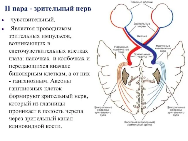 II пара - зрительный нерв чувствительный. Является проводником зрительных импульсов,