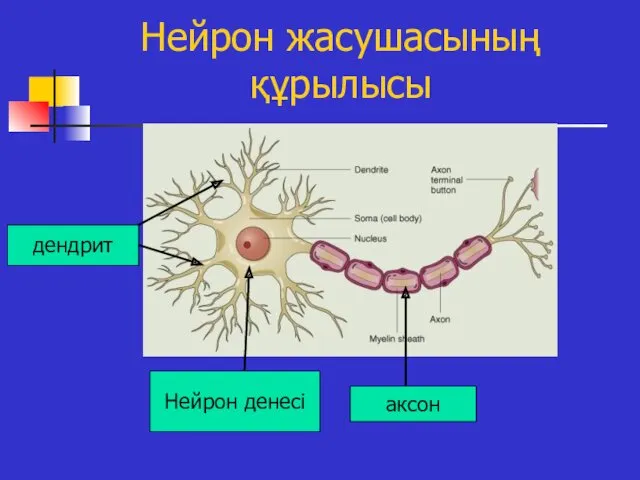 Нейрон жасушасының құрылысы дендрит Нейрон денесі аксон