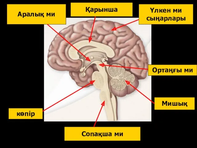 Сопақша ми көпір Мишық Ортаңғы ми Аралық ми Үлкен ми сыңарлары Қарынша