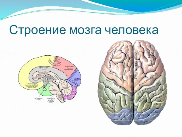 Строение мозга человека