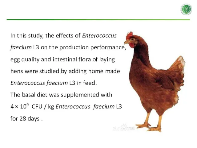 In this study, the effects of Enterococcus faecium L3 on