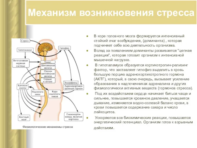 Механизм возникновения стресса В коре головного мозга формируется интенсивный стойкий