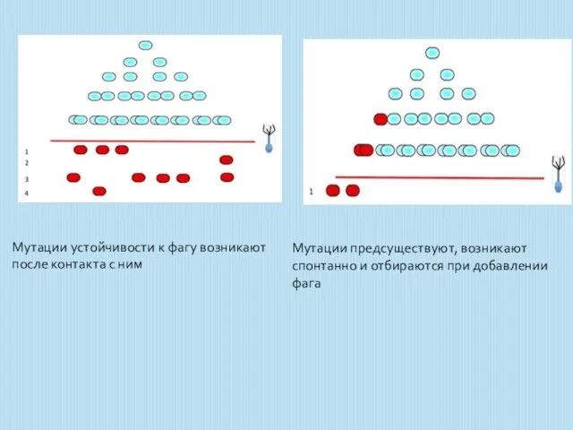 Мутации устойчивости к фагу возникают после контакта с ним Мутации