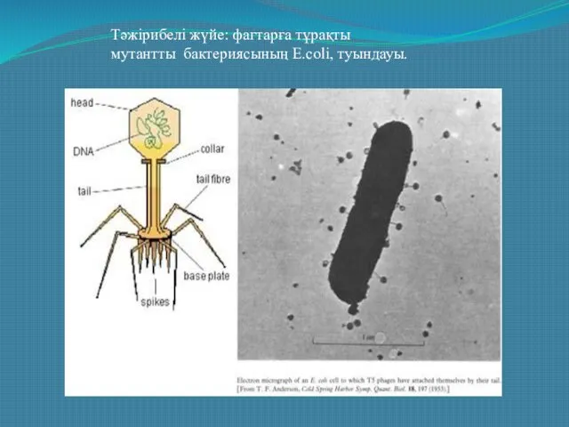 Тәжірибелі жүйе: фагтарға тұрақты мутантты бактериясының E.coli, туындауы.