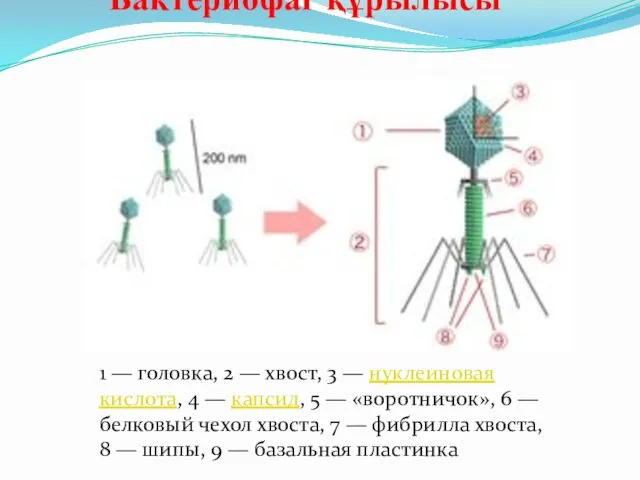 Бактериофаг құрылысы 1 — головка, 2 — хвост, 3 —