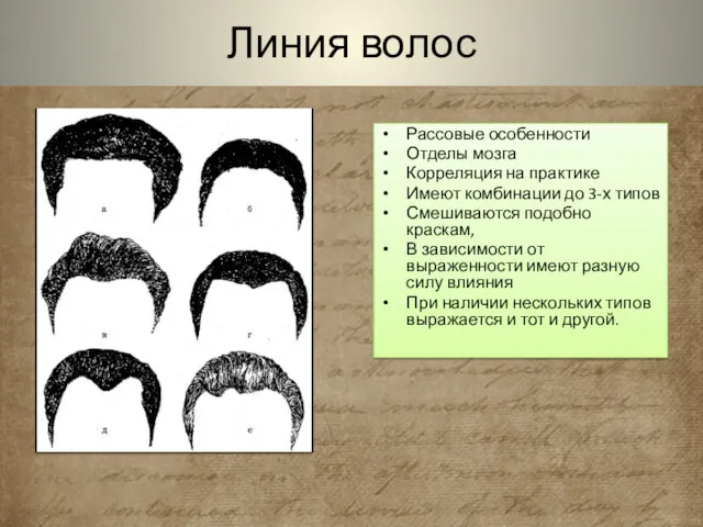 Линия волос Рассовые особенности Отделы мозга Корреляция на практике Имеют