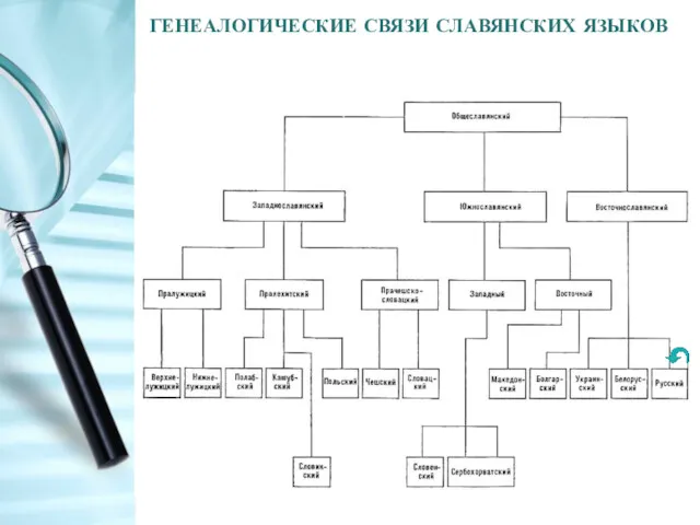 ГЕНЕАЛОГИЧЕСКИЕ СВЯЗИ СЛАВЯНСКИХ ЯЗЫКОВ