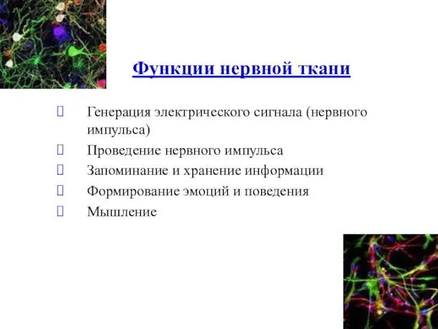 Функции нервной ткани Генерация электрического сигнала (нервного импульса) Проведение нервного импульса Запоминание и