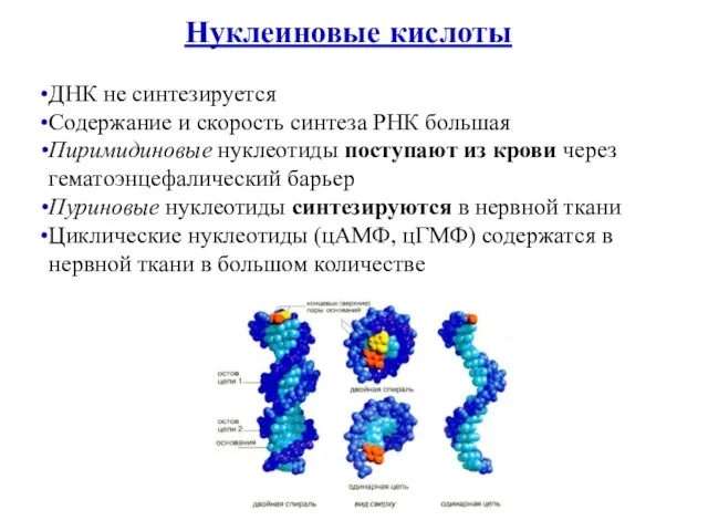 Нуклеиновые кислоты ДНК не синтезируется Содержание и скорость синтеза РНК