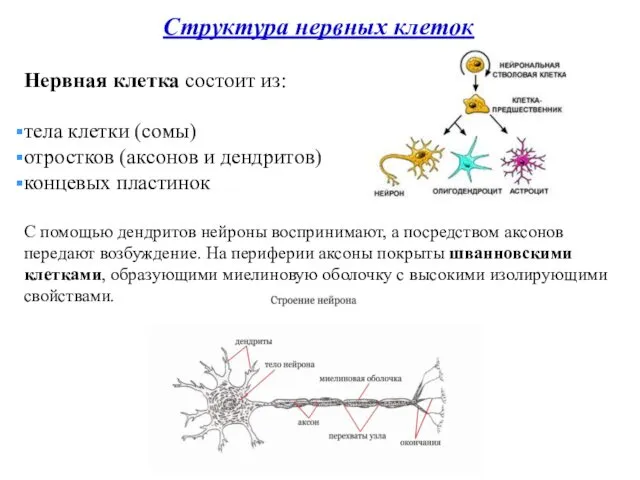 Структура нервных клеток Нервная клетка состоит из: тела клетки (сомы) отростков (аксонов и