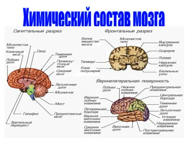 Химический состав мозга