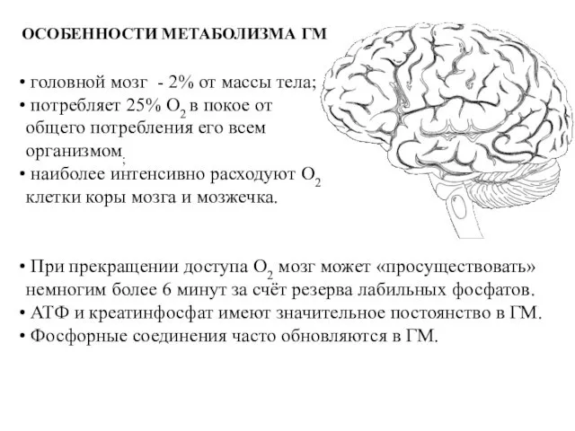 головной мозг - 2% от массы тела; потребляет 25% O2 в покое от
