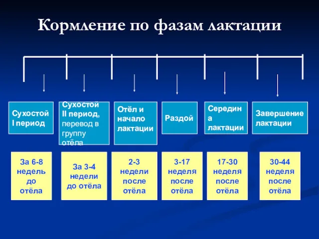 Кормление по фазам лактации Сухостой I период Сухостой II период,