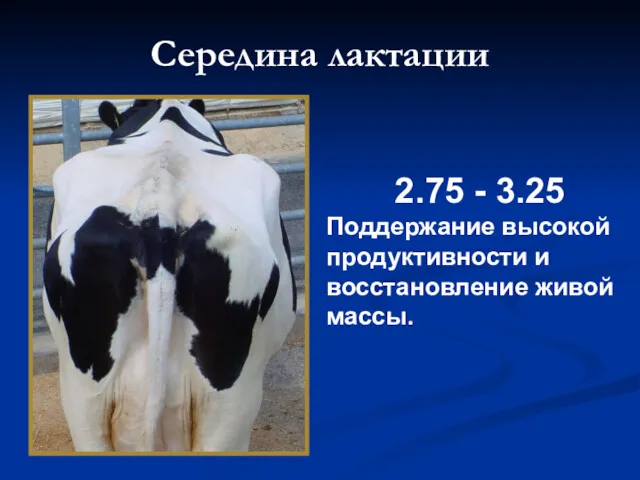 Середина лактации 2.75 - 3.25 Поддержание высокой продуктивности и восстановление живой массы.