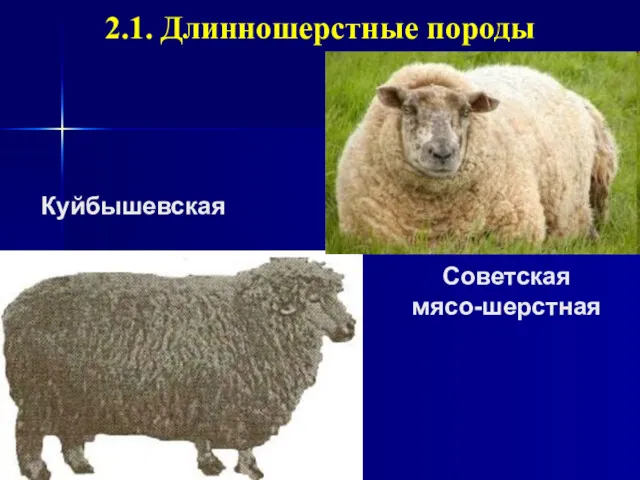 Куйбышевская 2.1. Длинношерстные породы Советская мясо-шерстная