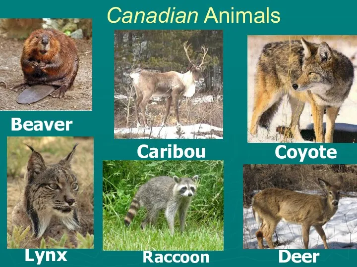 Canadian Animals Deer Caribou Raccoon Beaver Lynx Coyote