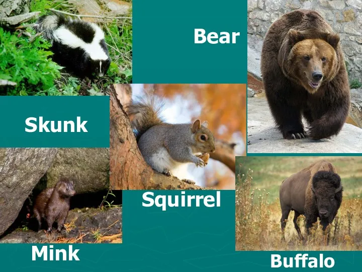 Squirrel Bear Buffalo Skunk Mink