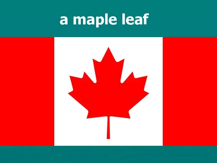 a maple leaf