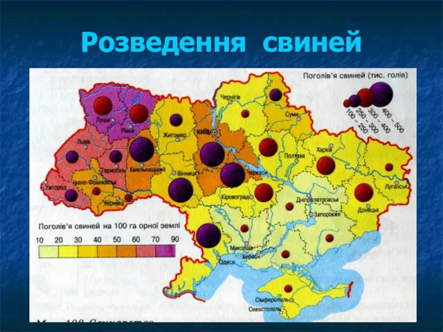 Розведення свиней