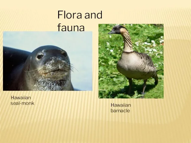 Flora and fauna Hawaiian seal-monk Hawaiian barnacle