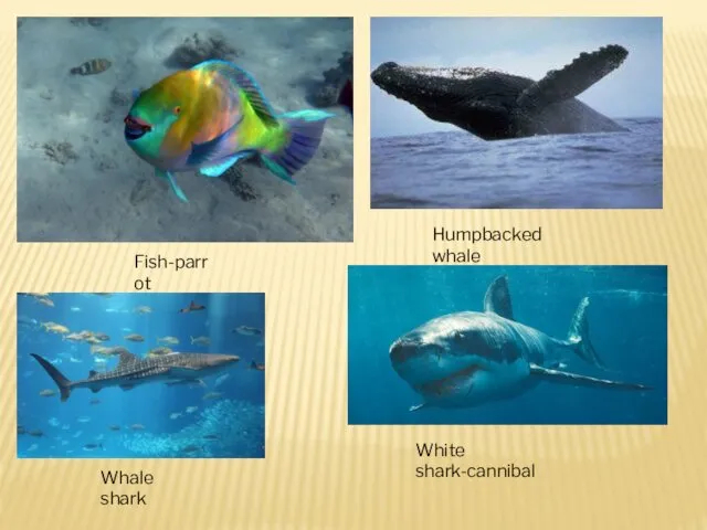 Fish-parrot Humpbacked whale Whale shark White shark-cannibal