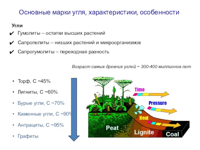 Основные марки угля, характеристики, особенности Угли Гумолиты – остатки высших