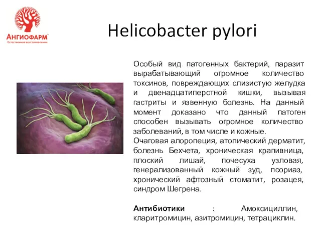 Helicobacter pylori Особый вид патогенных бактерий, паразит вырабатывающий огромное количество